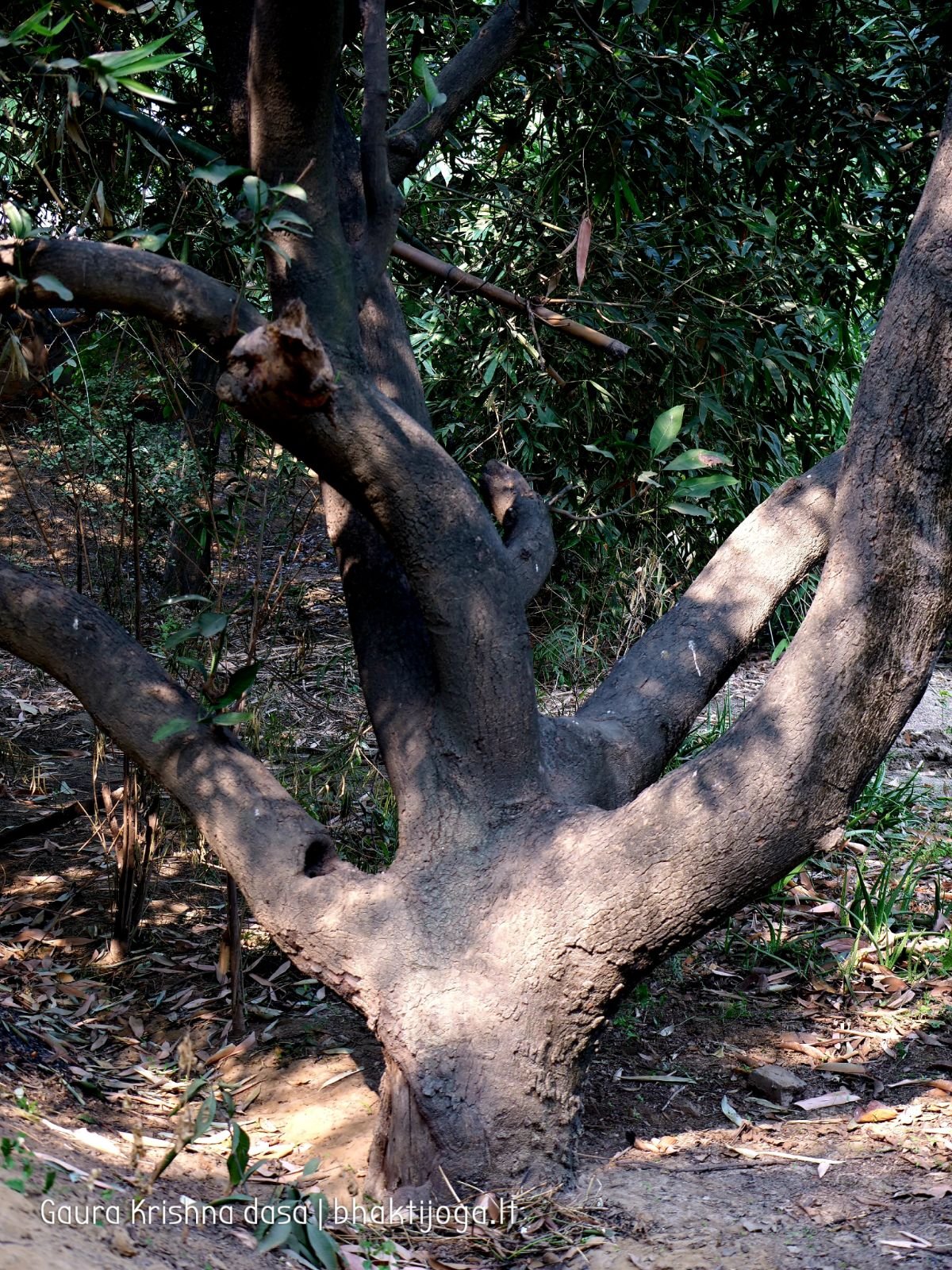  Varshana parikrama and preaching. 2019.12.10